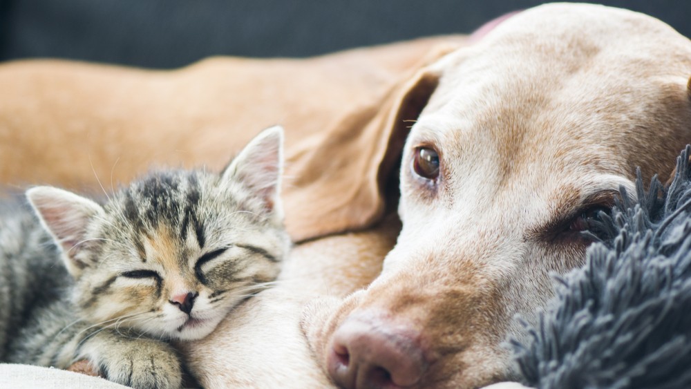 বিড়াল ও কুকুরের দ্বন্দ্বের জন্য নবদম্পতির বিবাহবিচ্ছেদের আবেদন